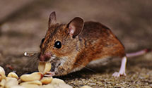24 Hour & Emergency Exterminators in Sheboygan Falls, WI